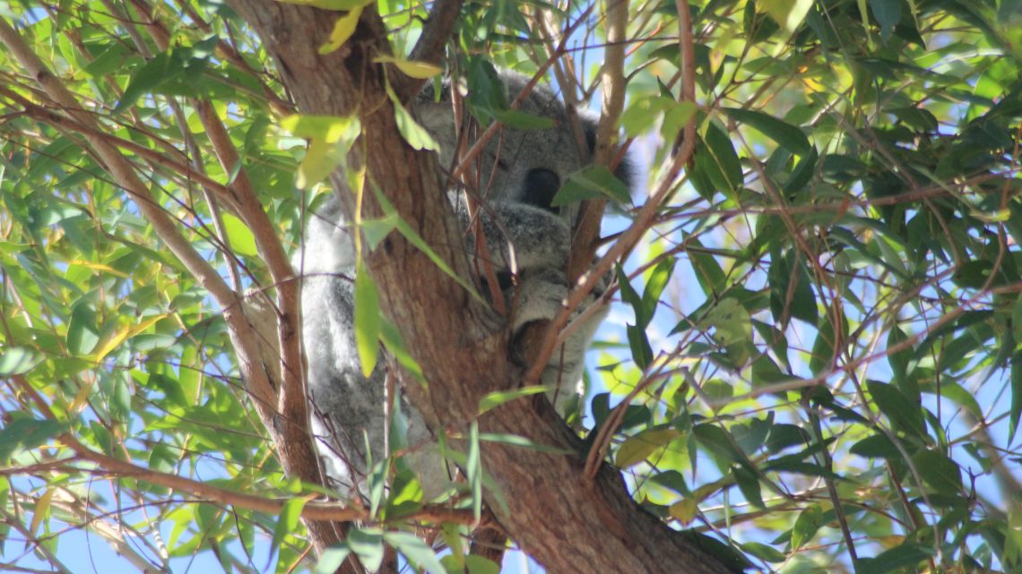 Cache-cache avec les Koalas à Magnetic Island