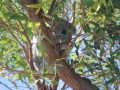 Cache-cache avec les Koalas à Magnetic Island