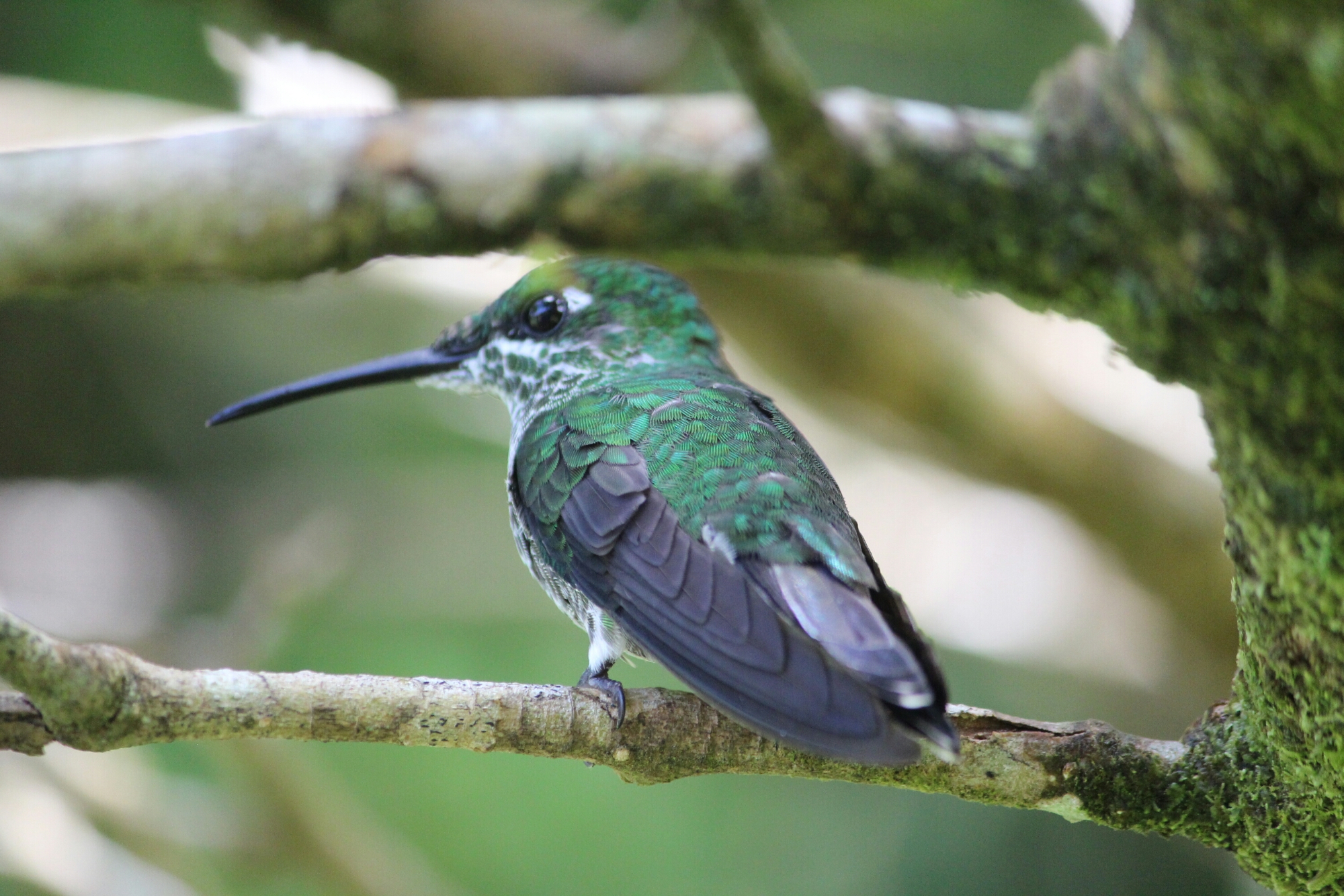 Colibris à Monteverde