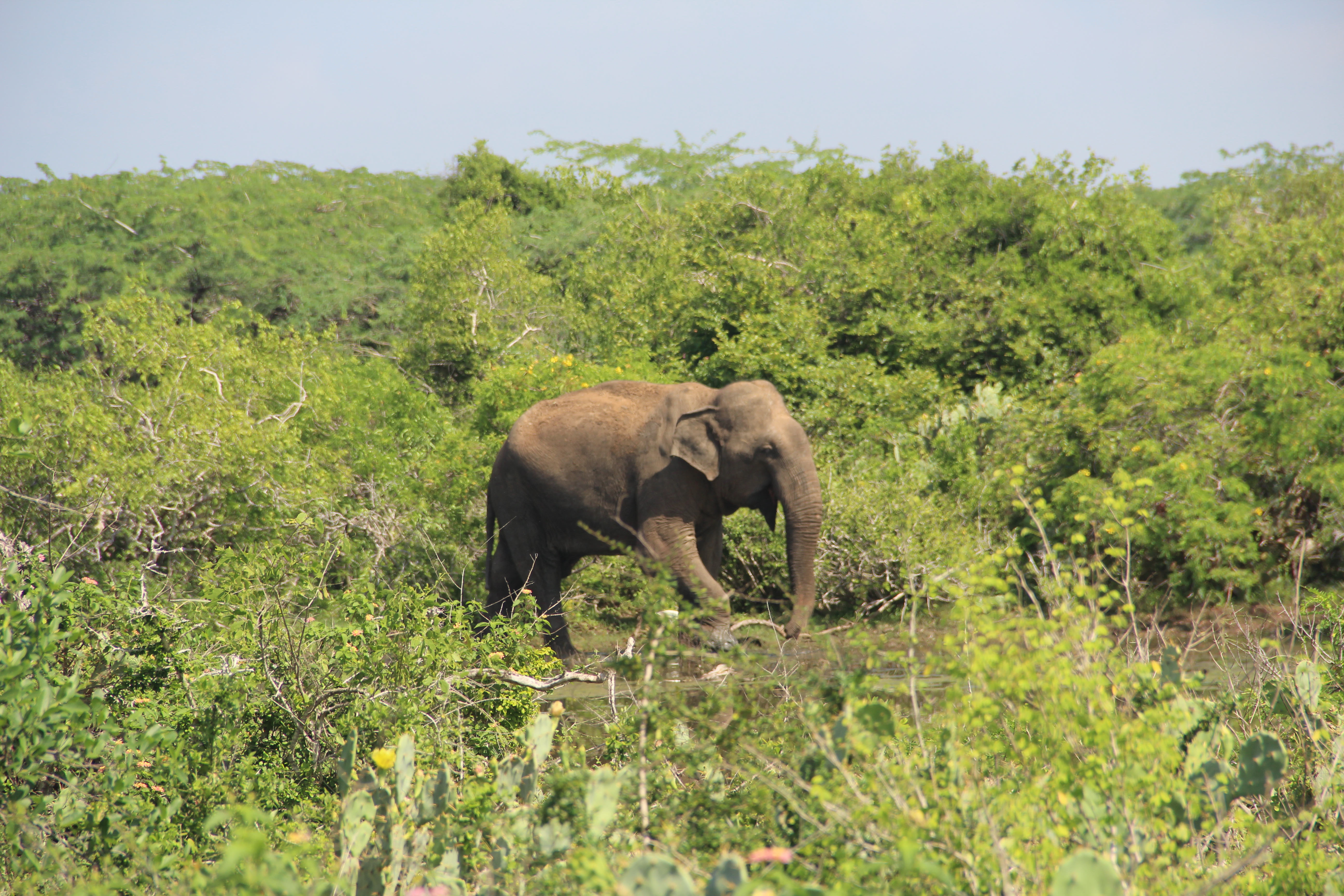 Un éléphant à Bundala NP
