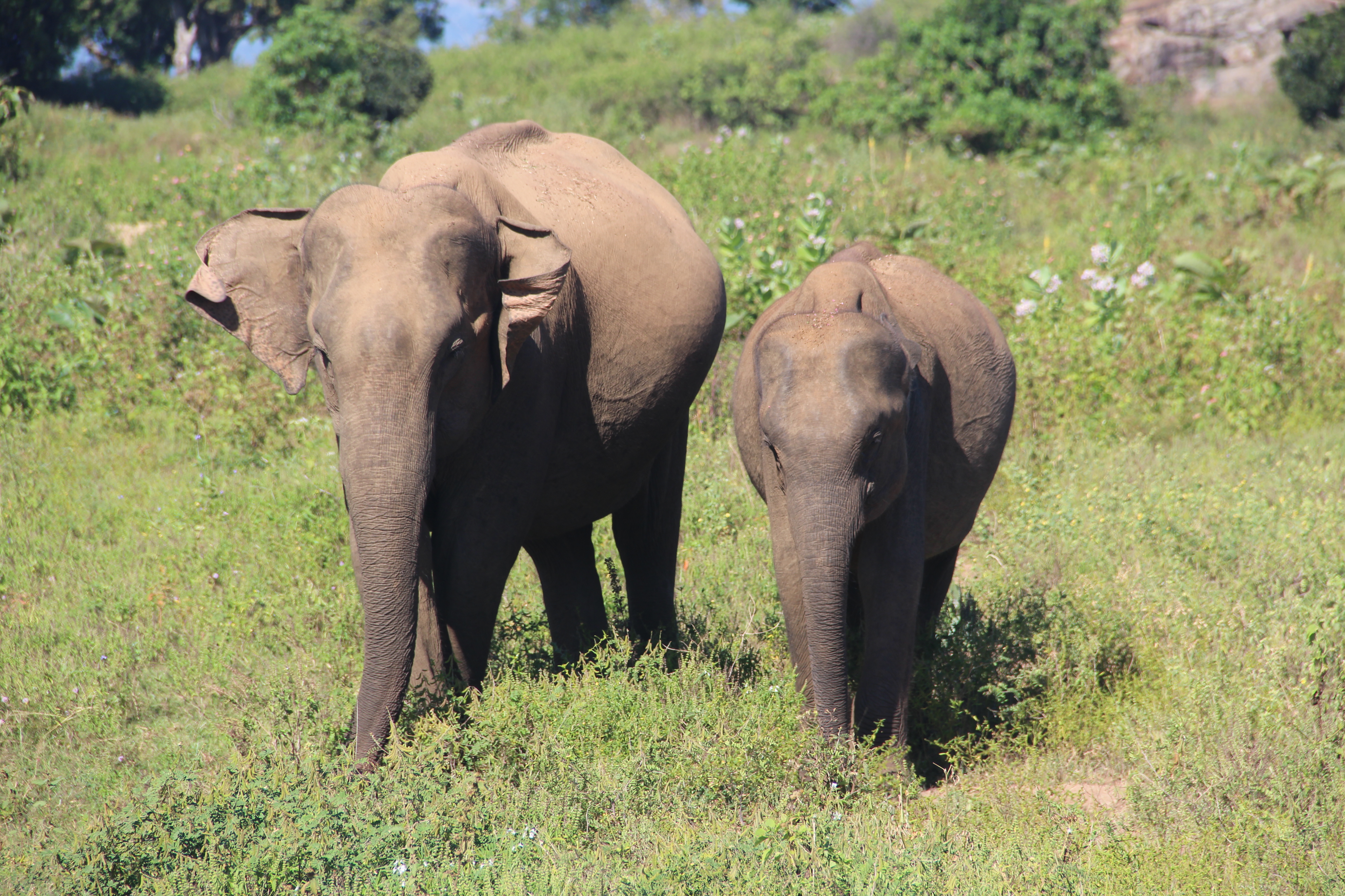 Éléphants de Uda Walawee 