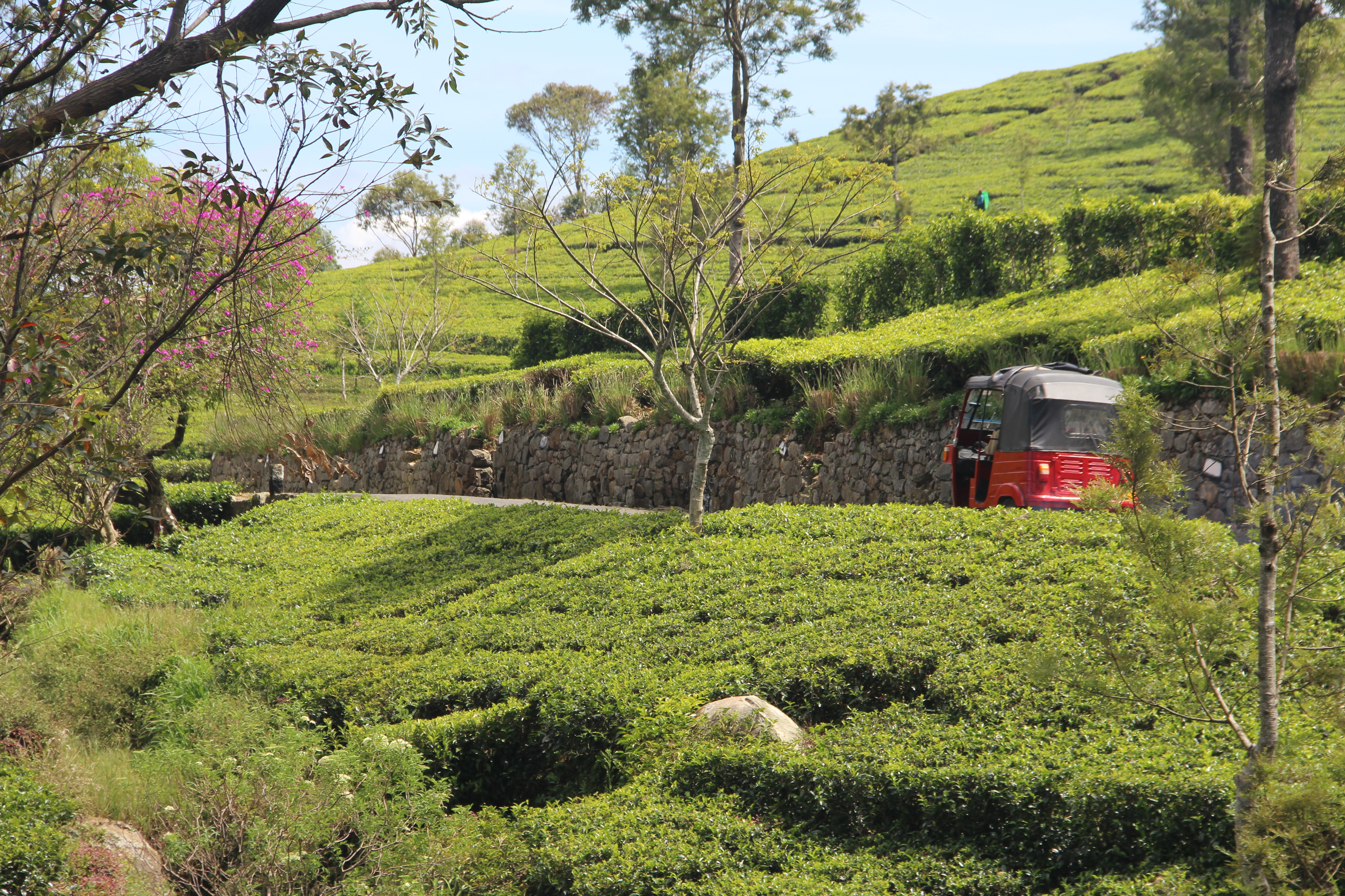 Plantation de thé à Lipton seat (Dambatene) 