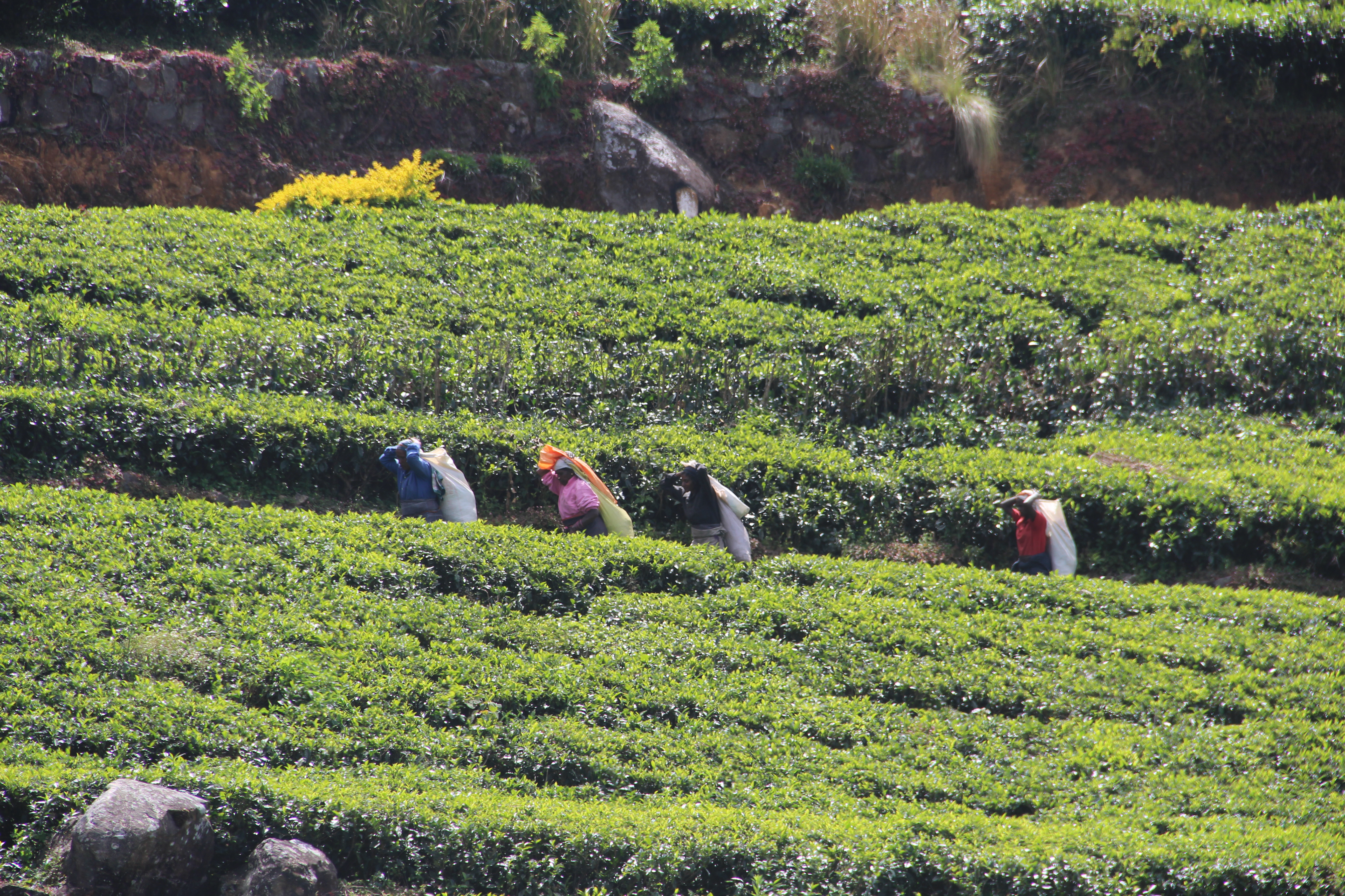 Tea pluckers – Ramasseuses de thé 