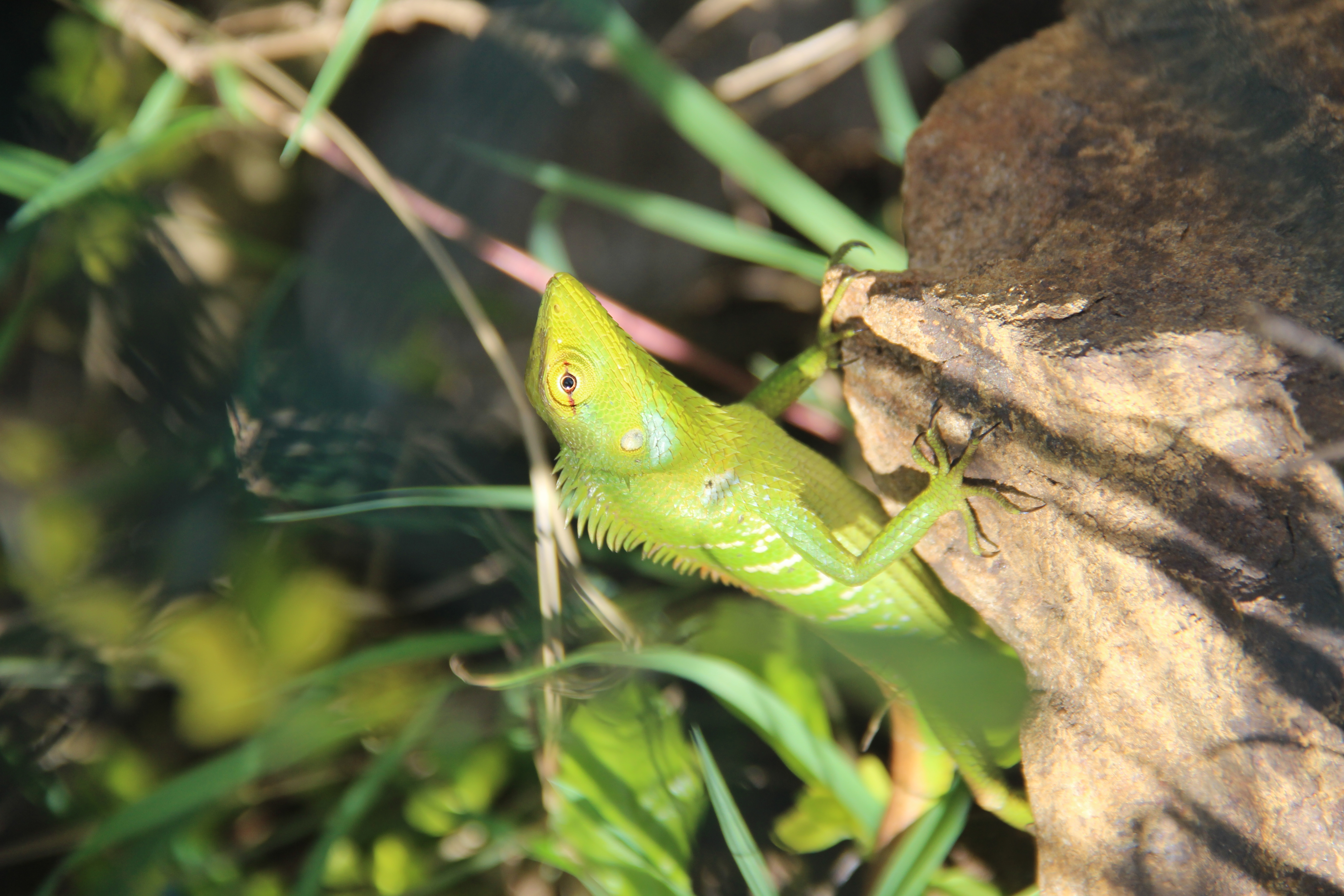 Lézard vert