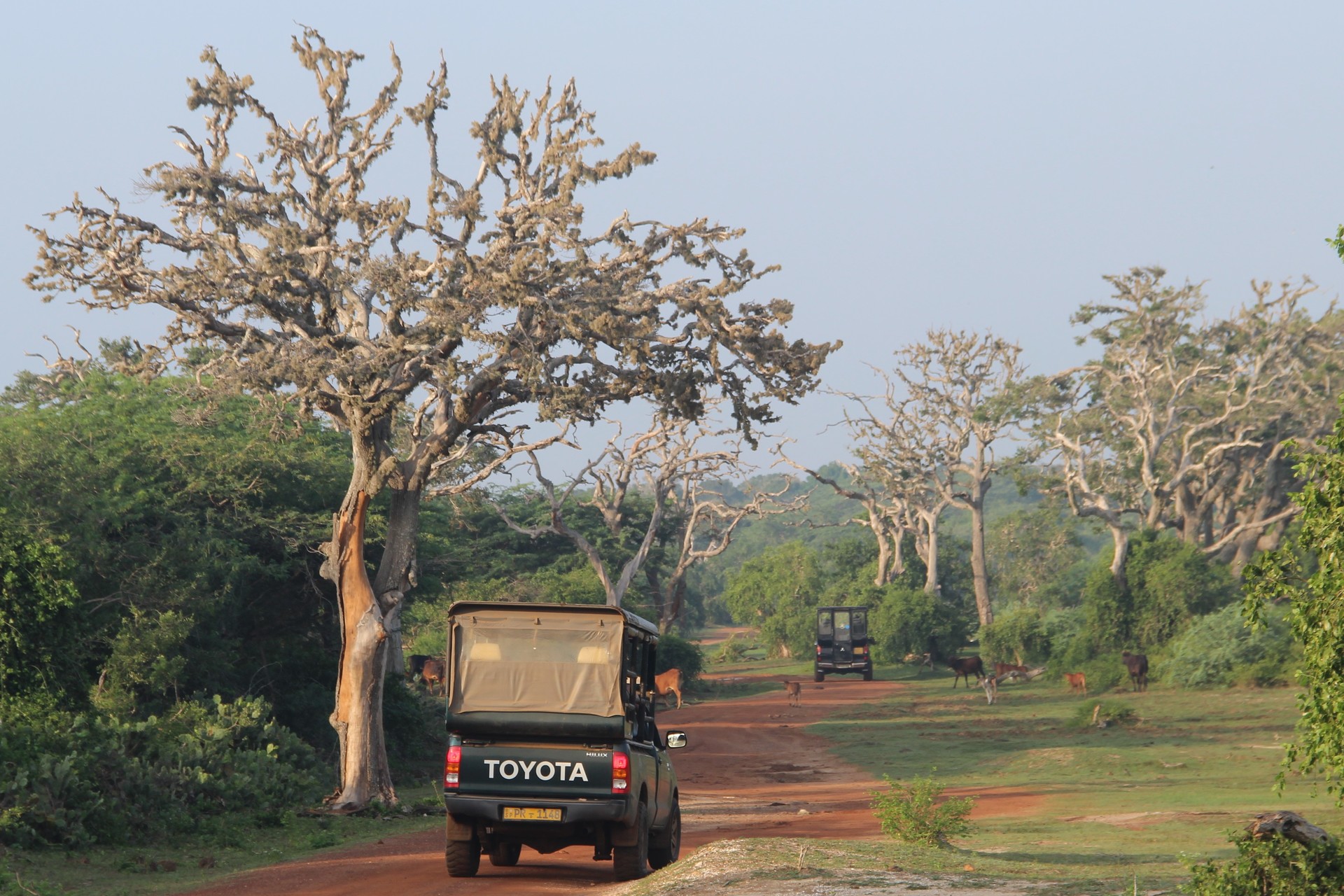 Safari dans Bundala National Parc